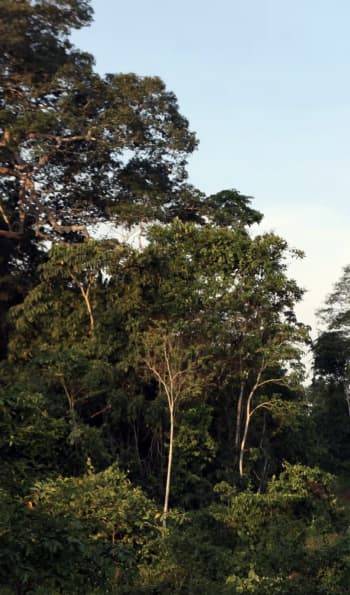 Forest